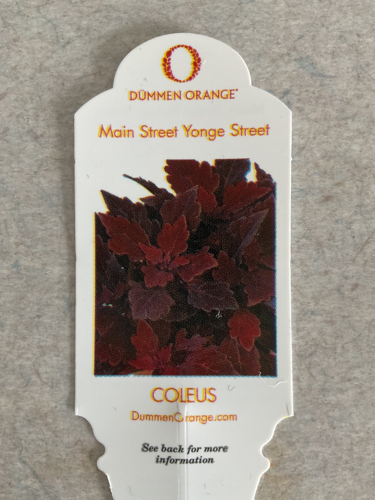 Main Street Yonge Street - Coleus