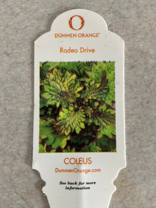 Rodeo Drive - Coleus