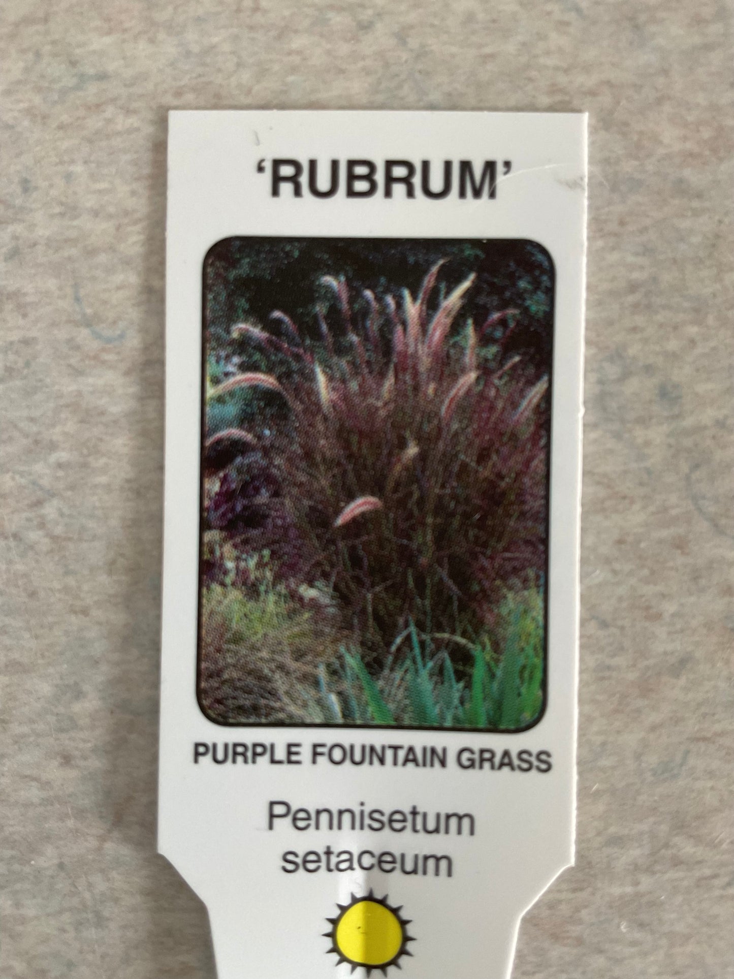 Rubrum - Purple Fountain Grass