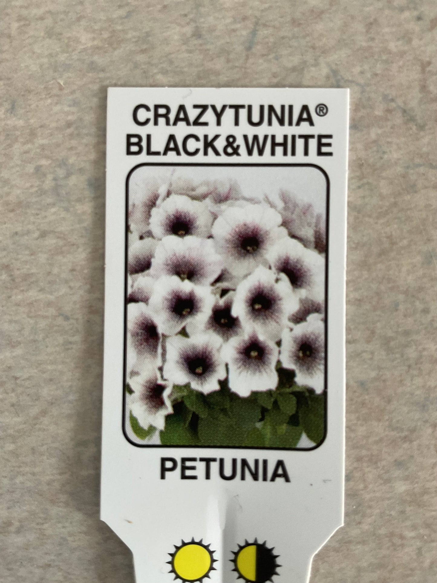 Crazytunia Black & White Petunia