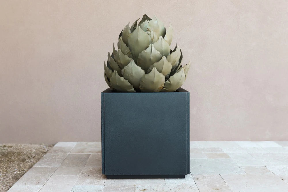 Artichoke Agave - Small