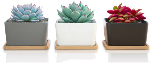 Square Succulent Pot w/Saucer 3.5” - Assorted Colors