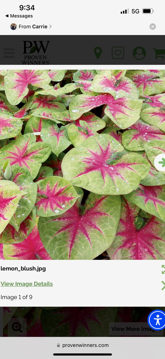 Lemon Blush - Shade Caladium - PER BULB PRICE