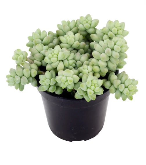 Sedum ‘Burrito’