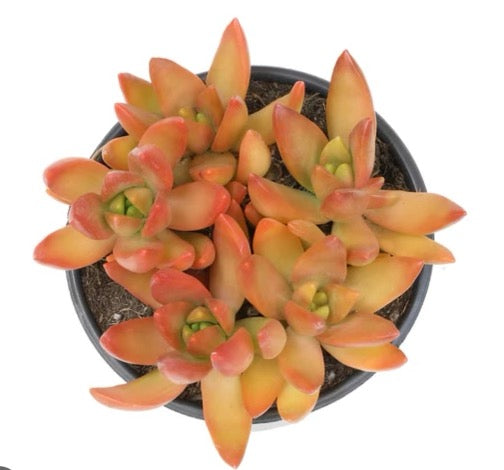 Sedum Adolphi Sunset