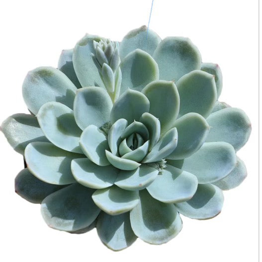 Echeveria Arctic ice