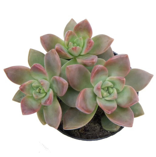 Graptosedum ‘California Sunset’