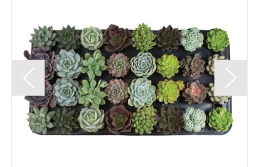 Assorted Echeveria