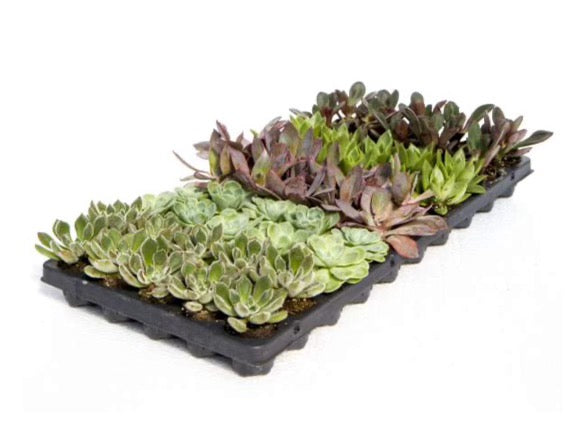 succulent plug plants Assorted Succulent Plug – Autumn Moon Farm Market