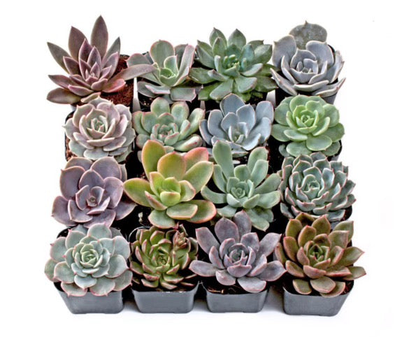 Assorted 4” Succulents