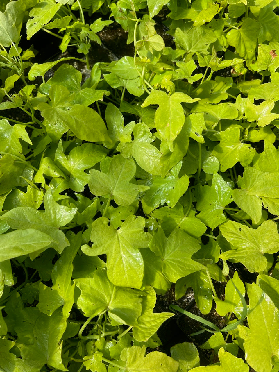 Potato Vine - Annual