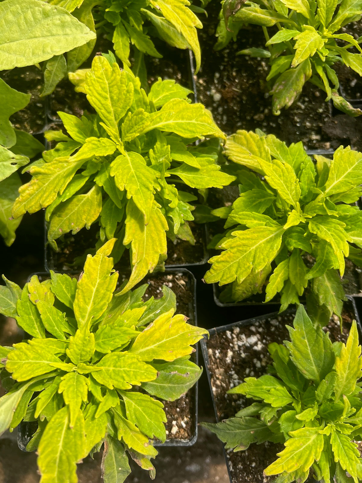 Bright Lime Coleus