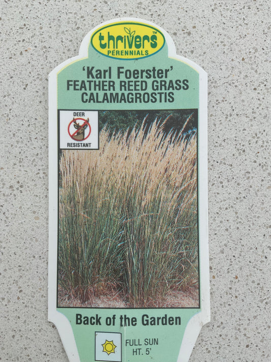 Feather Reed Grass Calamagostis - Perennial