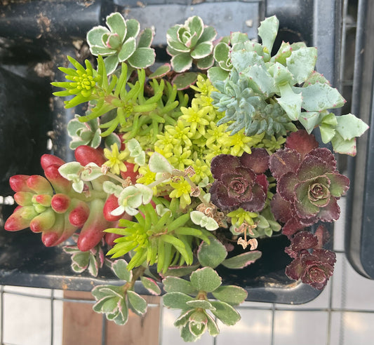 Succulent mix