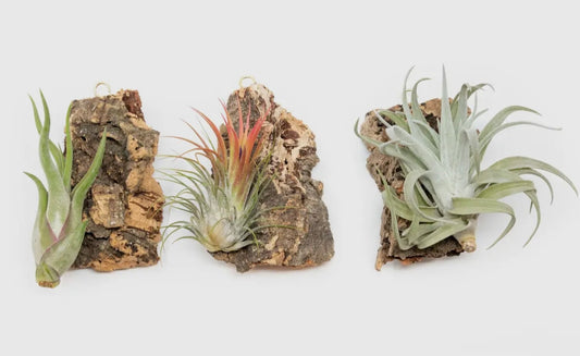 Cork Bark Chunks with Assorted Tillandsia