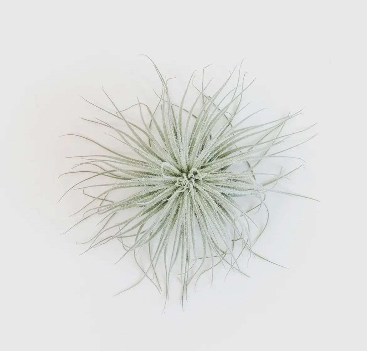 Tillandsia Tectorim Ecuador