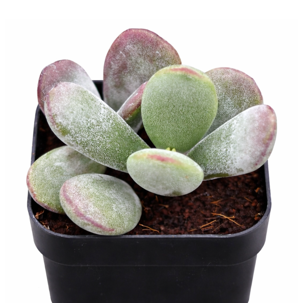 Cotyledon higginsae