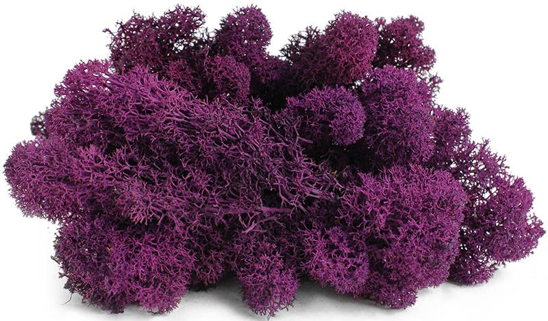 Reindeer Moss 10lb box