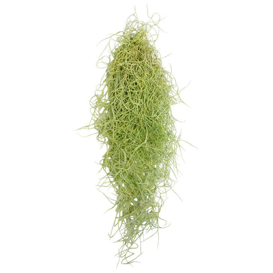 Spanish Moss Usneoides Air Plant, Fairy's Hair Live Plant