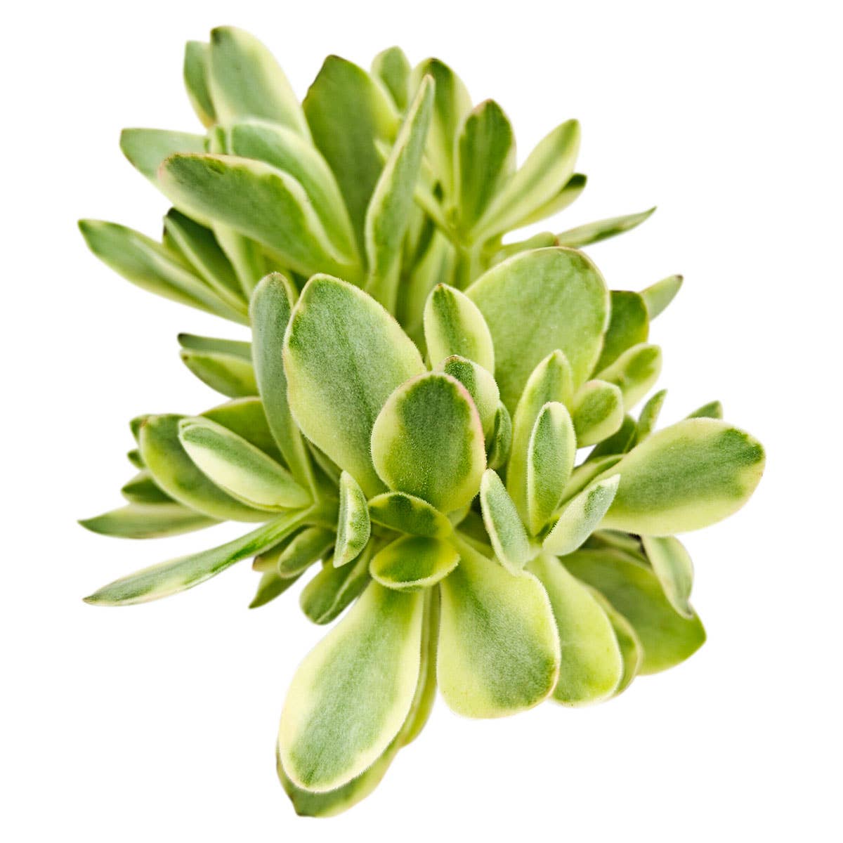 Crassula 'Variegated Money Maker'