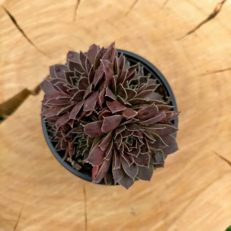 Sempervivum heuffelii 'Mystique' – 2-Inch Grower Pot