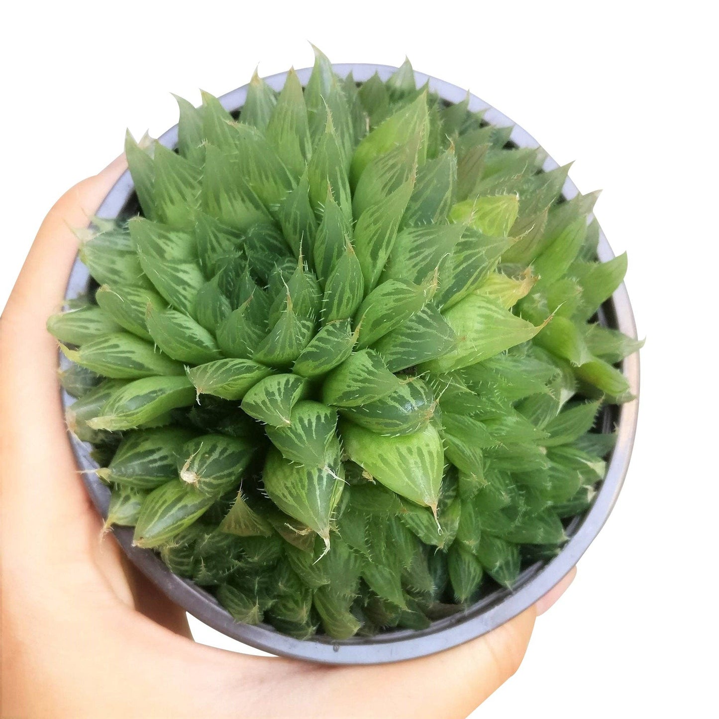 Haworthia Cooperi - Live Succulents Plant 2/3/4 inch Pot
