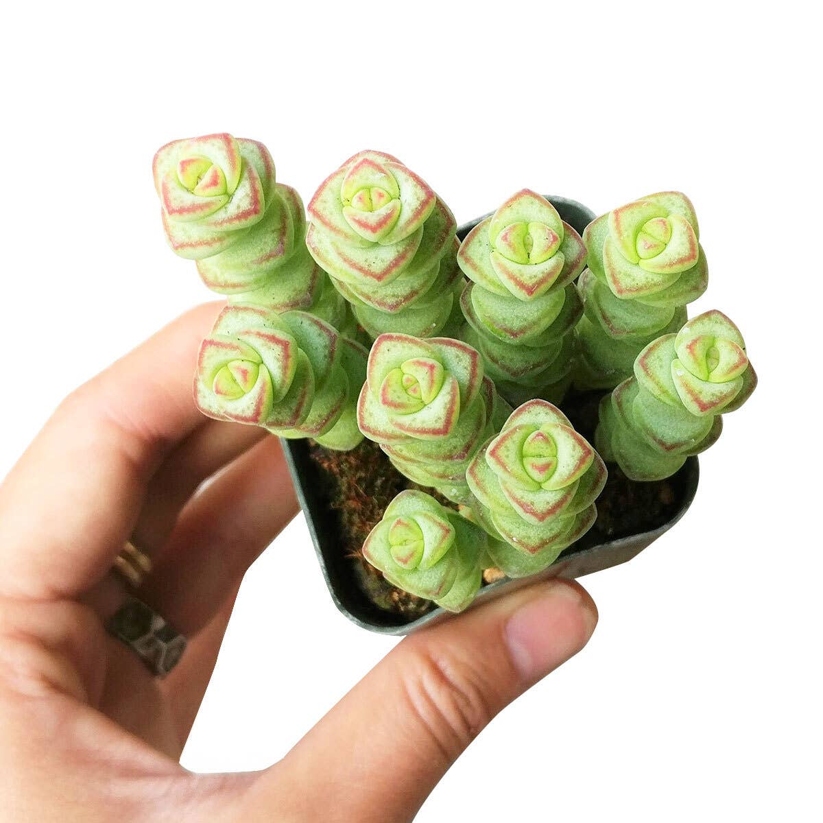 Crassula Baby Necklace - Live Succulents Plant 2/4 inch Pot: 2 inch / Plastic Pot