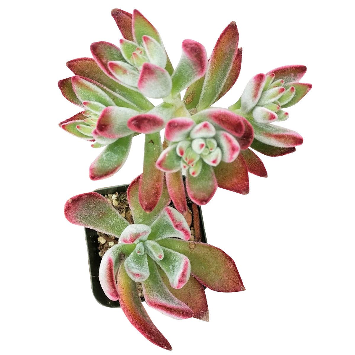 Echeveria Harmsii Ruby Slipper - Live Succulents 2/4 inch: 2 inch / Plastic Pot