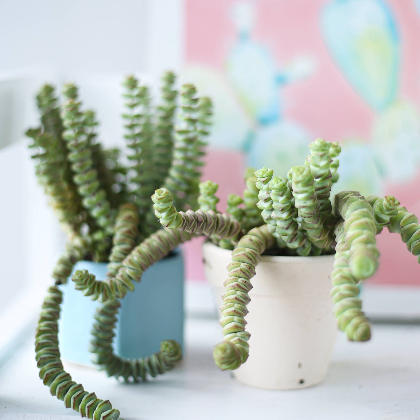 Crassula Baby Necklace - Live Succulents Plant 2/4 inch Pot: 2 inch / Plastic Pot