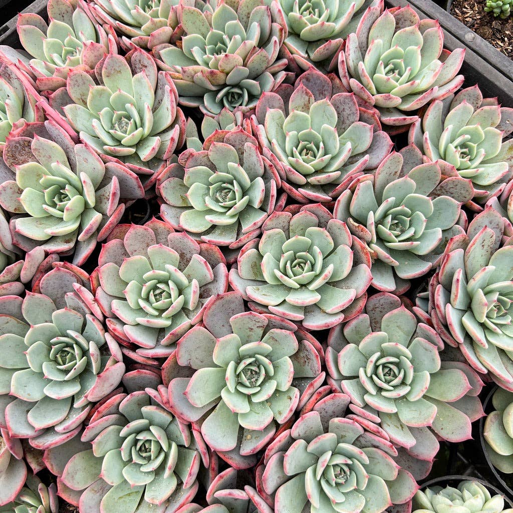 Echeveria laulensis 2in Rosette Succulent Grower Pot