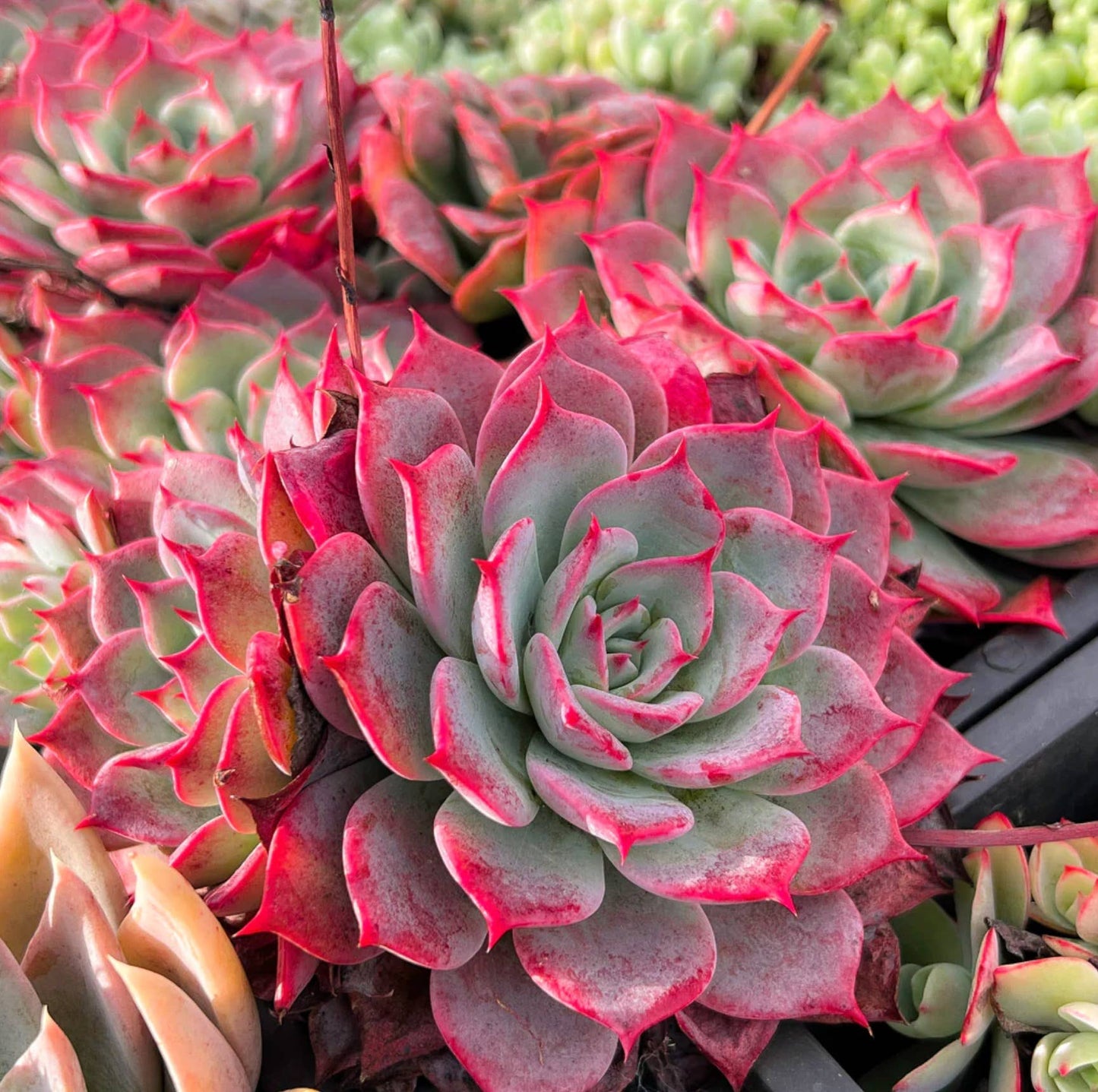 Echeveria laulensis 2in Rosette Succulent Grower Pot