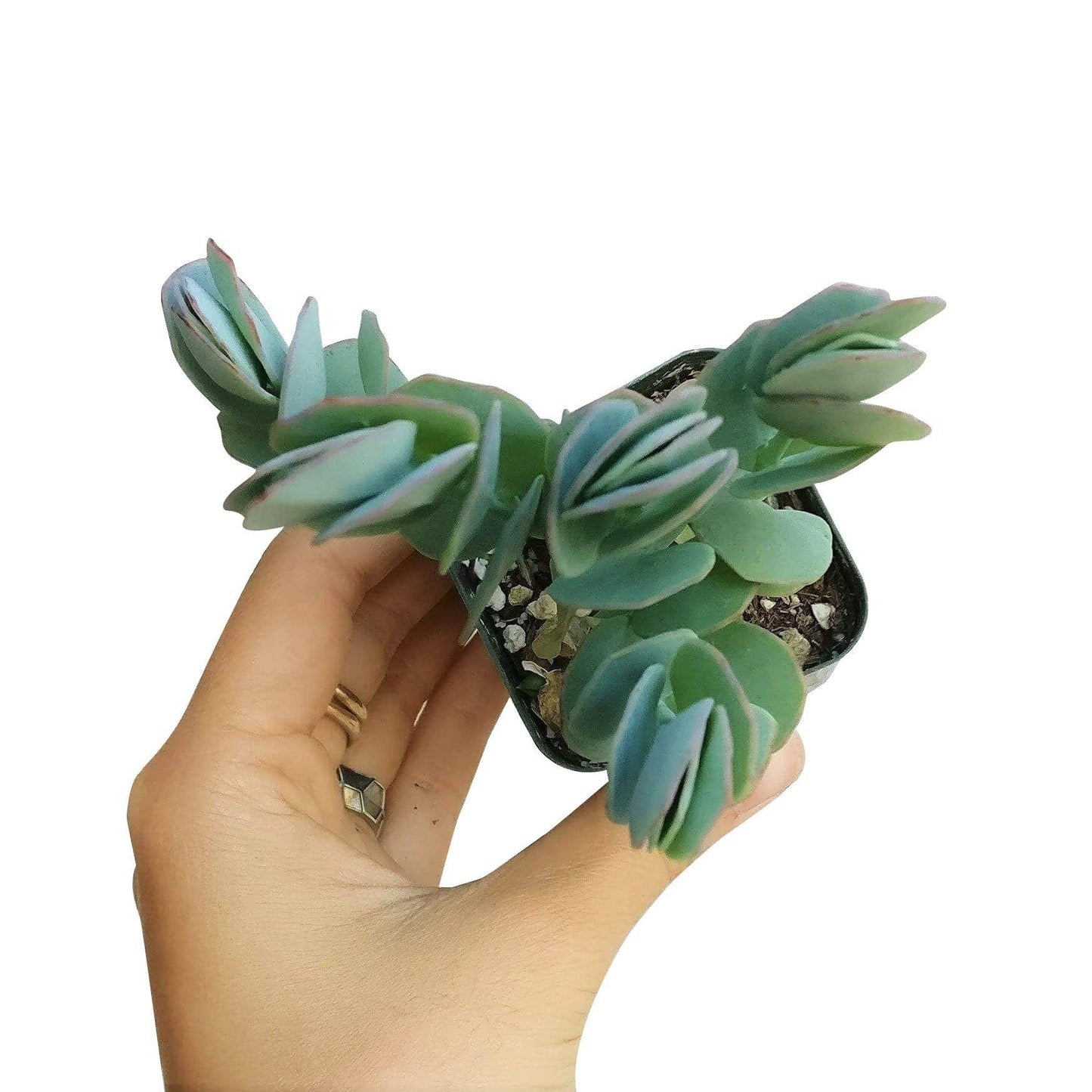Kalanchoe Panamensis Kalanchoe Marnieriana 4in Succulent