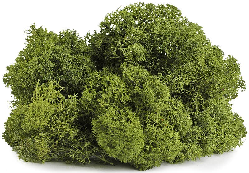 Reindeer Moss 10lb box