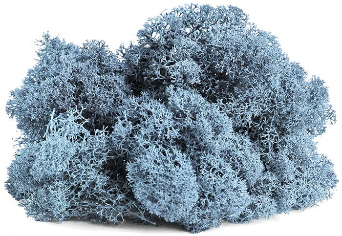 Reindeer Moss 10lb box