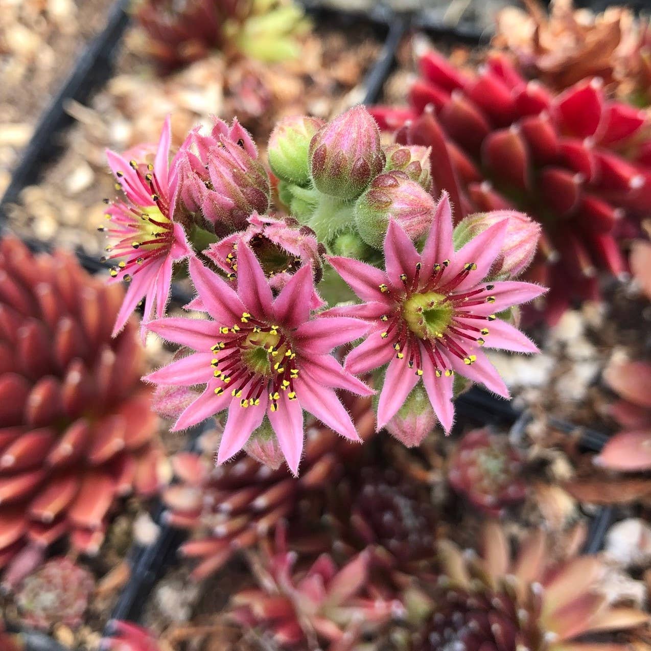 Sempervivum 'Jeanne d'Arc' 2" Grower Pot