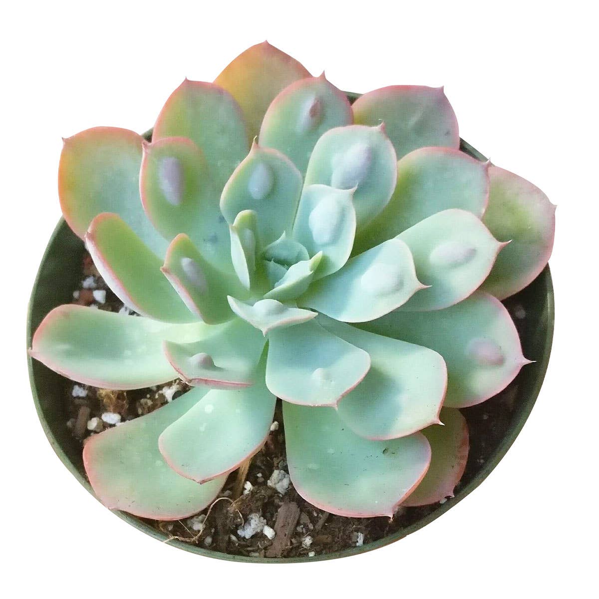 Echeveria Raindrops - Unusual Succulent in 2in/4in Pot