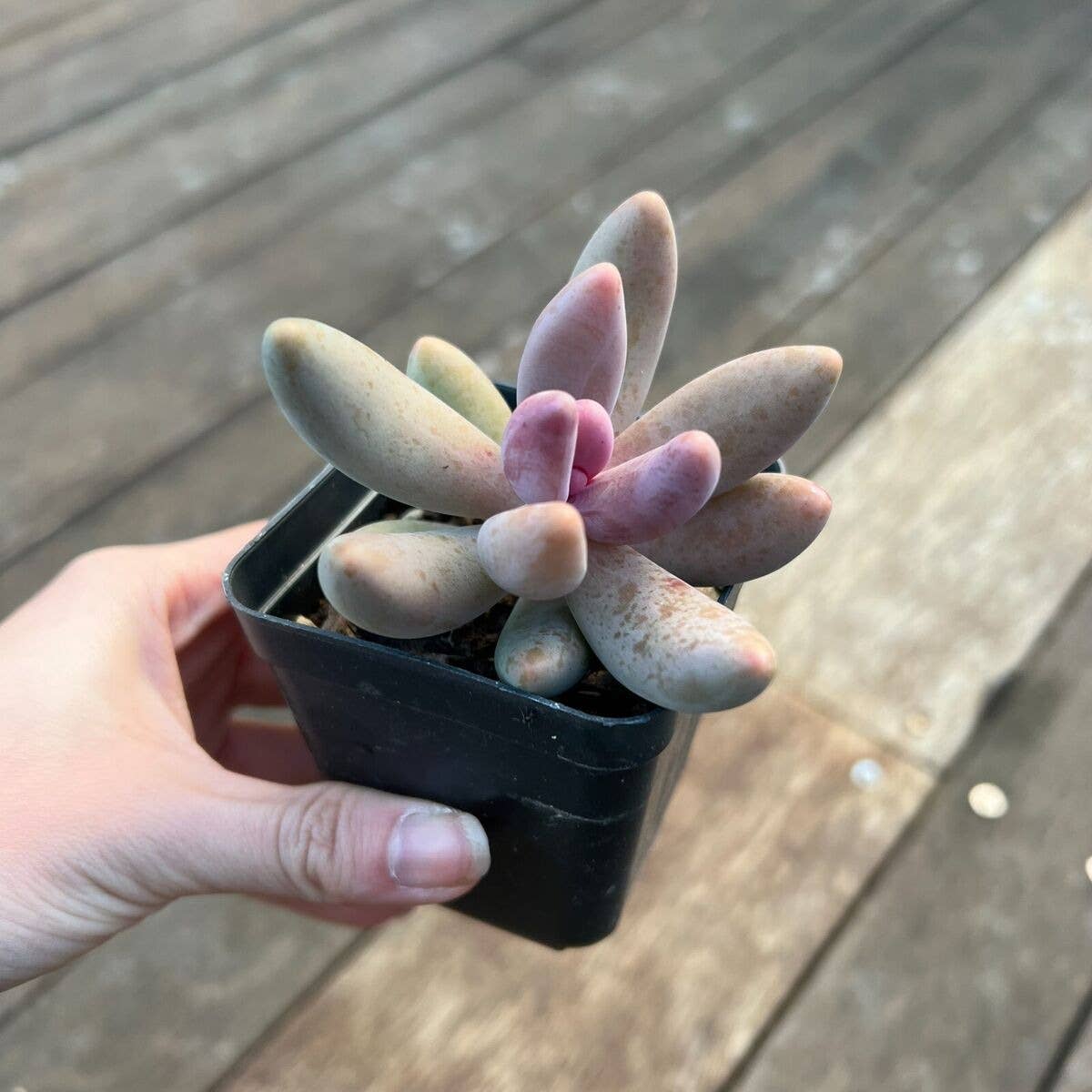 Rare Pachysedum Ganzhou Pink Succulent 2in/ 4in