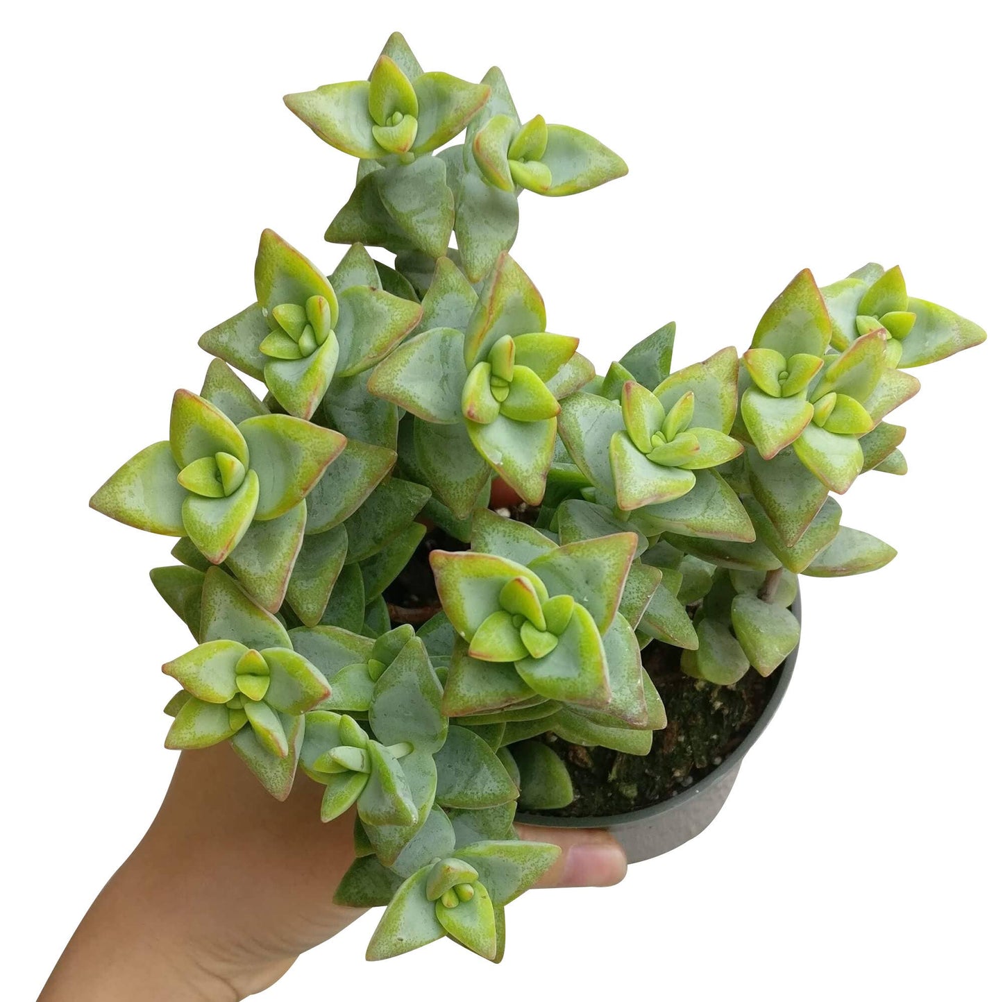Crassula Rupetris High Voltage - Live 2in/4in Succulent