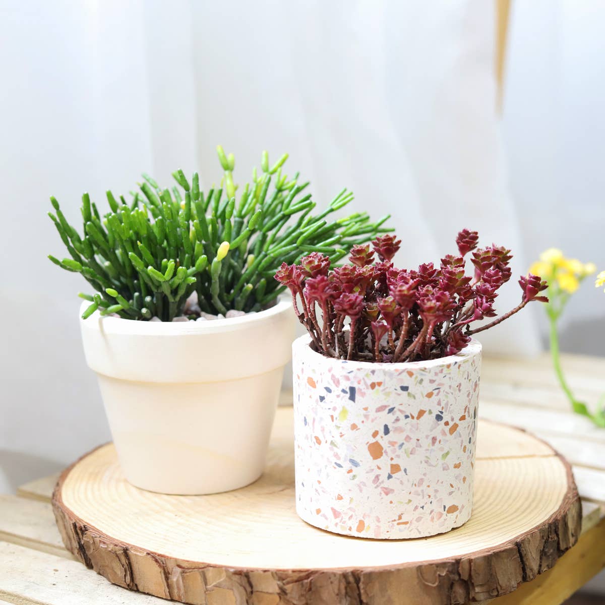 Dancing Bones Hatiora Salicornioides 2in/4in -Live Succulent: 2 inch / Plastic Pot