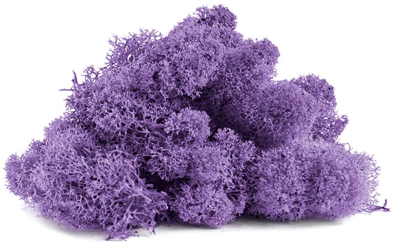 Reindeer Moss 10lb box
