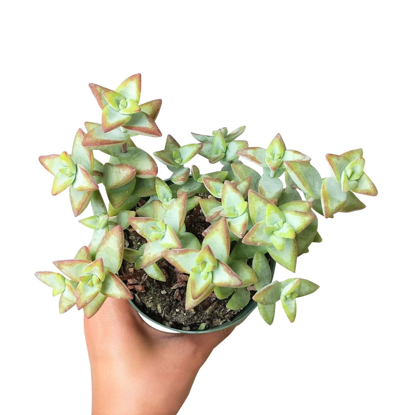 Crassula Rupetris High Voltage - Live 2in/4in Succulent