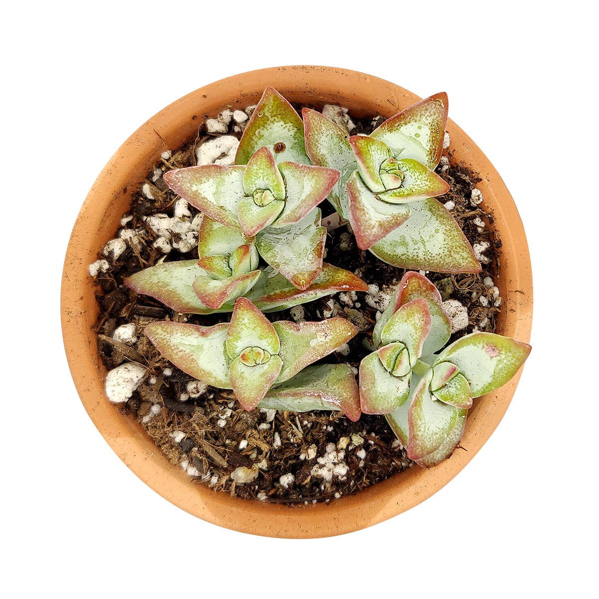 Crassula Rupetris High Voltage - Live 2in/4in Succulent