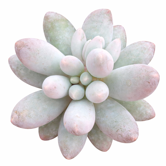 Pachyphytum 'Macho' 2inch Plastic Pot