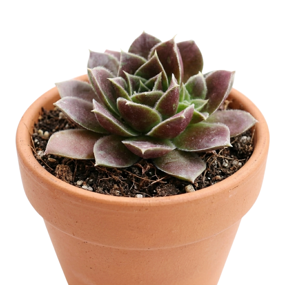 Sempervivum heuffelii 'Irene' 2inch Plastic Pot