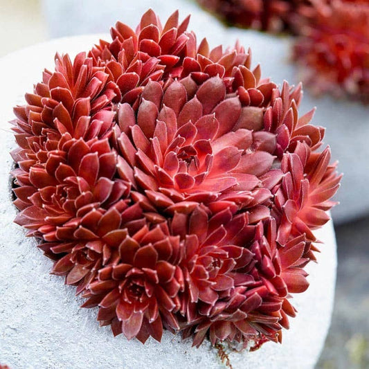 Sempervivum Colorockz 'Coral Red' Succulent 2in Pot