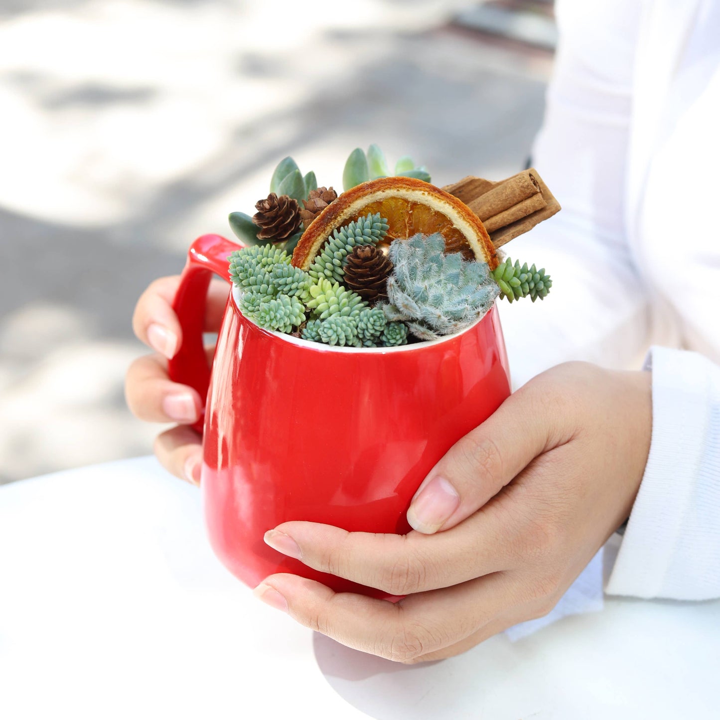 Sedum Major  - Live Succulents Plant 2/4 inch Grower Pot