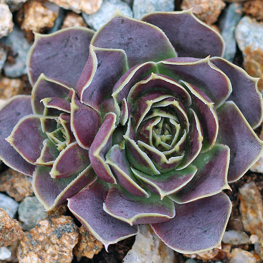 Sempervivum heuffelii 'Bermuda' - 2" Grower Pot