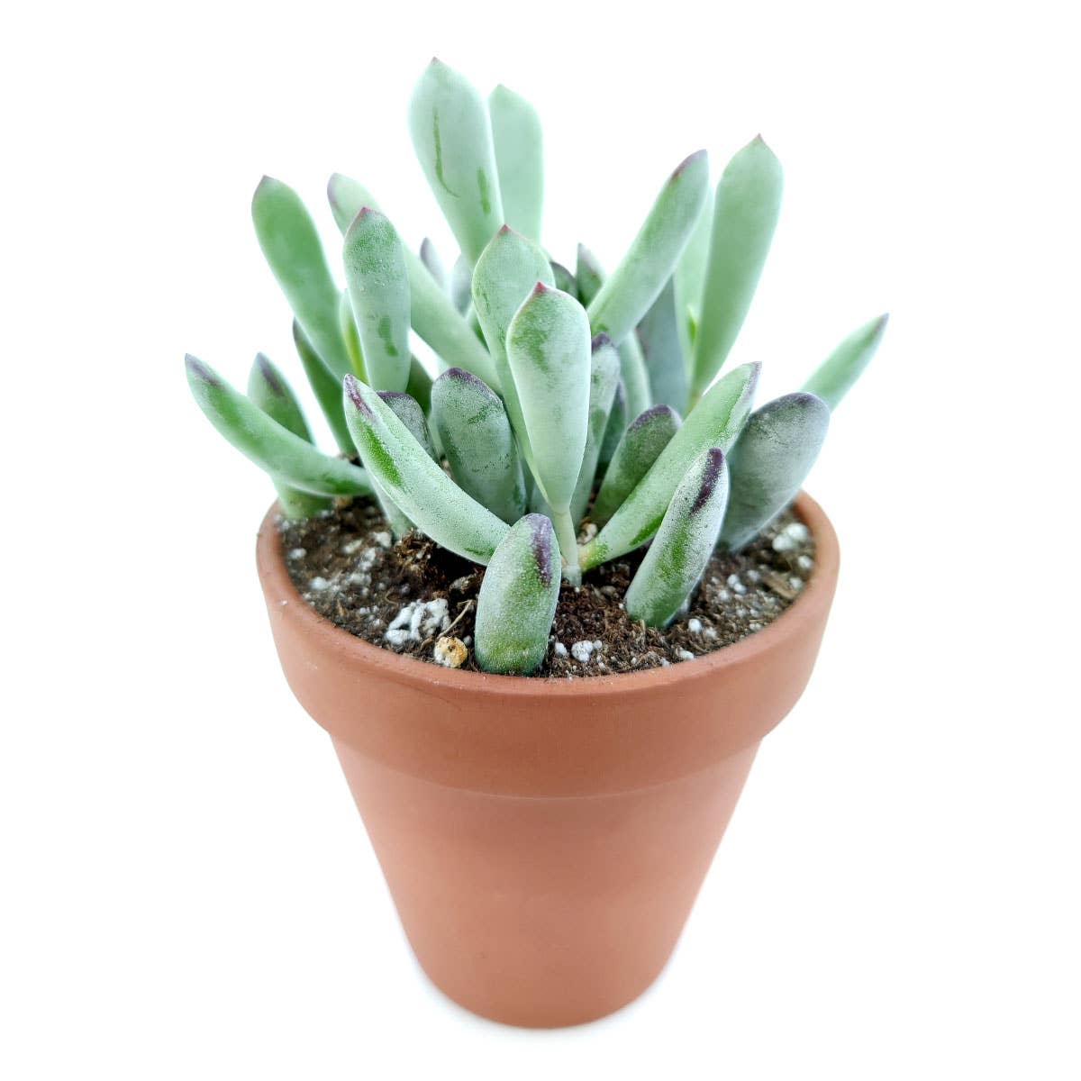 Cotyledon Orbiculata Var. Flanaganii 2in/4in- Live Succulent