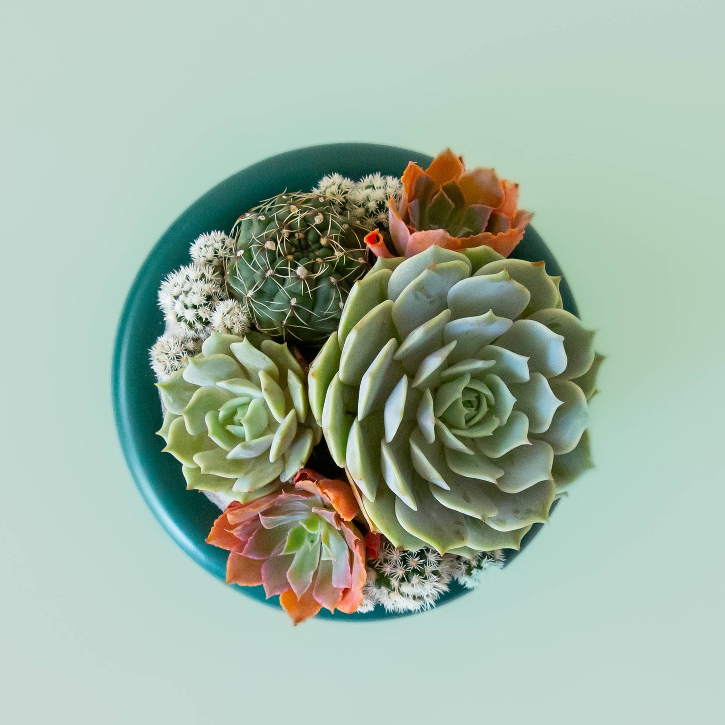Birdie Bowl | Rainforest