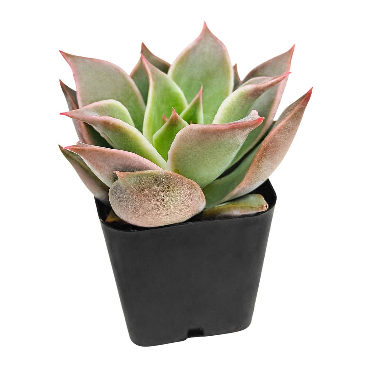 Echeveria 'Madiba' Succulent 2" Grower Pot